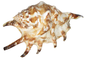 Seashell PNG-37139